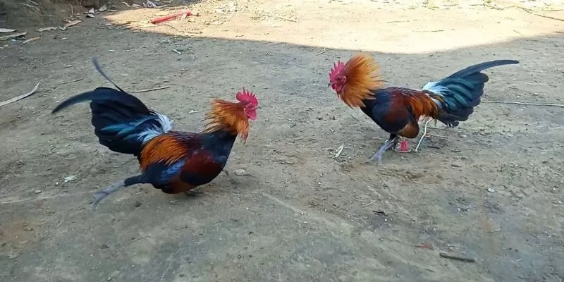 Điểm danh các loại hình thú vị nên xem