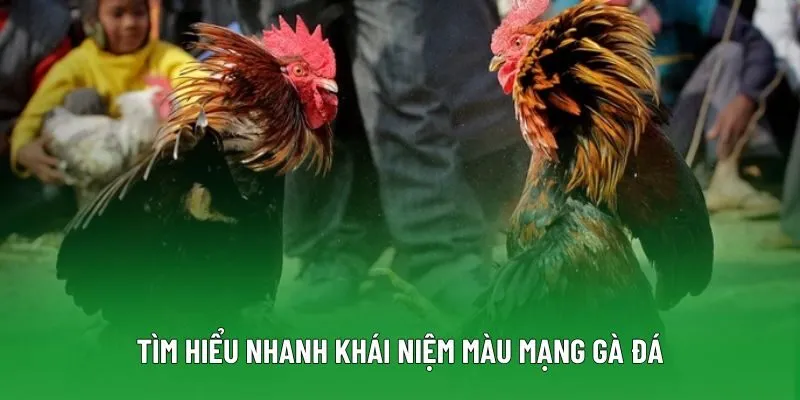Tìm hiểu nhanh khái niệm màu mạng gà đá