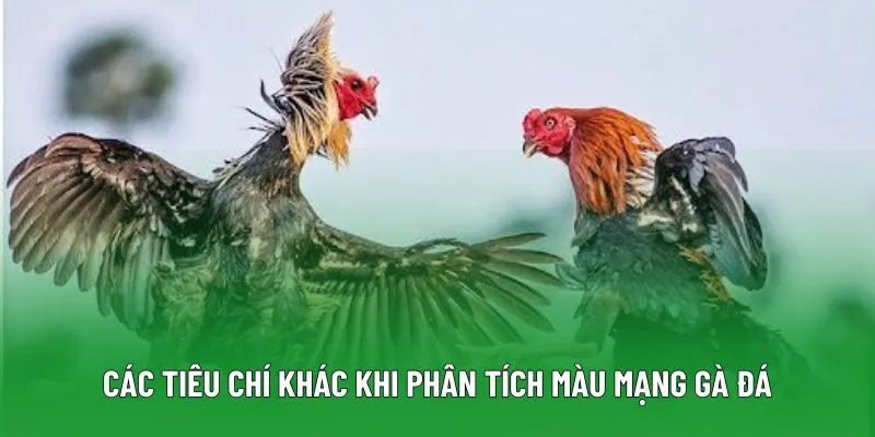 Các tiêu chí khác khi phân tích màu mạng gà đá