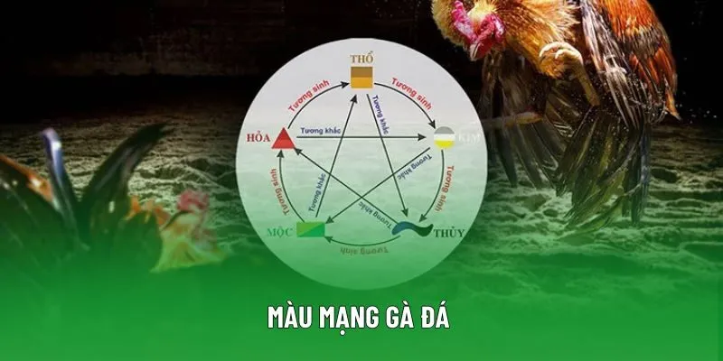 Màu Mạng Gà Đá Theo Ngũ Hành - Nhận Diện Phong Độ Chiến Kê