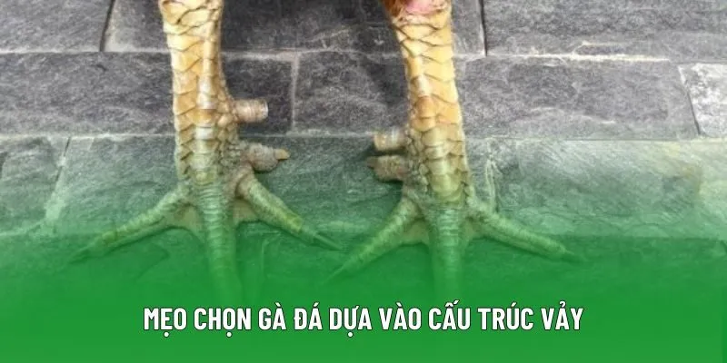 Mẹo chọn gà đá dựa vào cấu trúc vảy Mẹo chọn gà đá dựa vào cấu trúc vảy