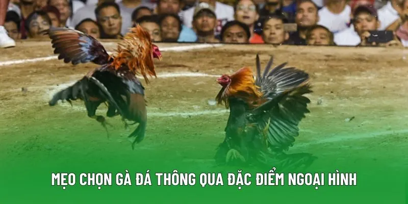 Mẹo chọn gà đá thông qua đặc điểm ngoại hình Mẹo chọn gà đá thông qua đặc điểm ngoại hình