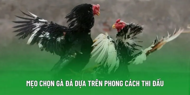 Mẹo chọn gà đá dựa vào phong cách thi đấu Mẹo chọn gà đá dựa vào phong cách thi đấu