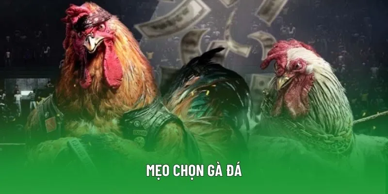 Mẹo Chọn Gà Đá Chuẩn Xác, Nâng Cao Tỷ Lệ Thắng Hiệu Quả