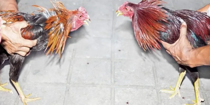 Ưu điểm hàng đầu của hình thức chọi kê C1